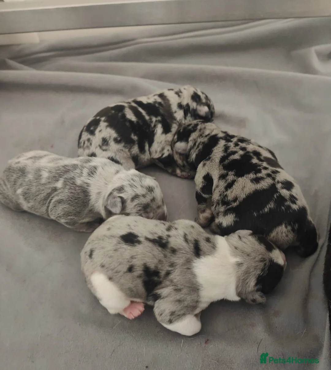 French Bulldog dogs for stud: Blue and tan quad merle in Sheffield - Advert 18