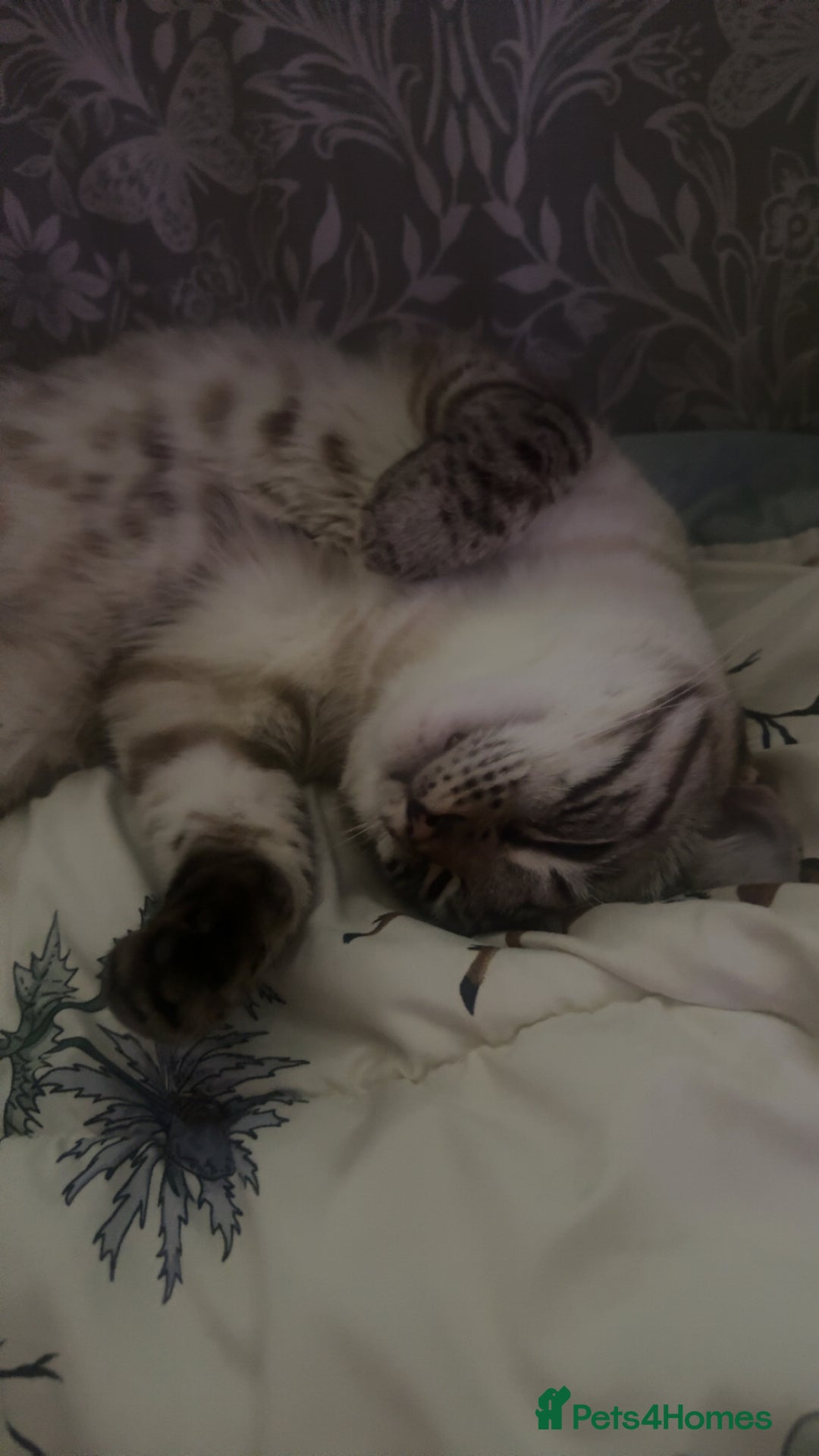 Bengal cats for sale: Beautiful boy  - Image 4