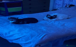 Ragdoll cats for sale: Ragdoll - Image 3