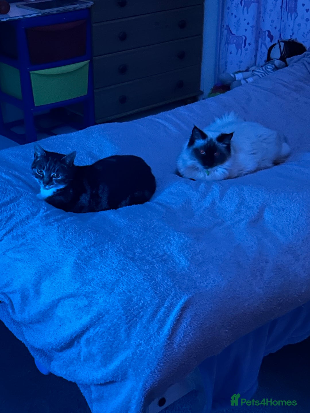 Ragdoll cats for sale: Ragdoll - Image 3