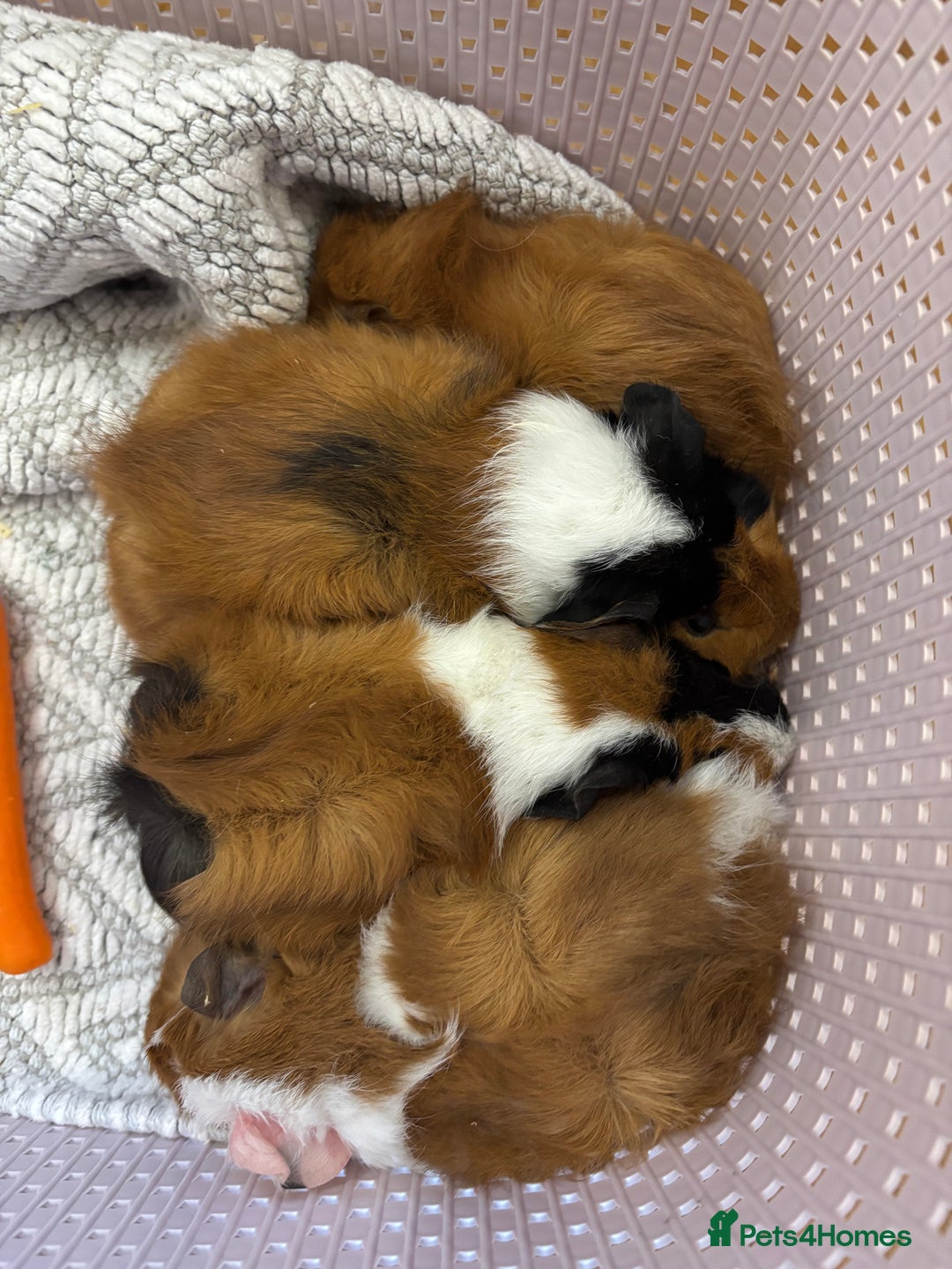 Guinea Pig rodents for sale: Female baby guinea pigs - Advert 1