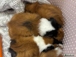 Guinea Pig rodents Female baby guinea pigs - Advert 17