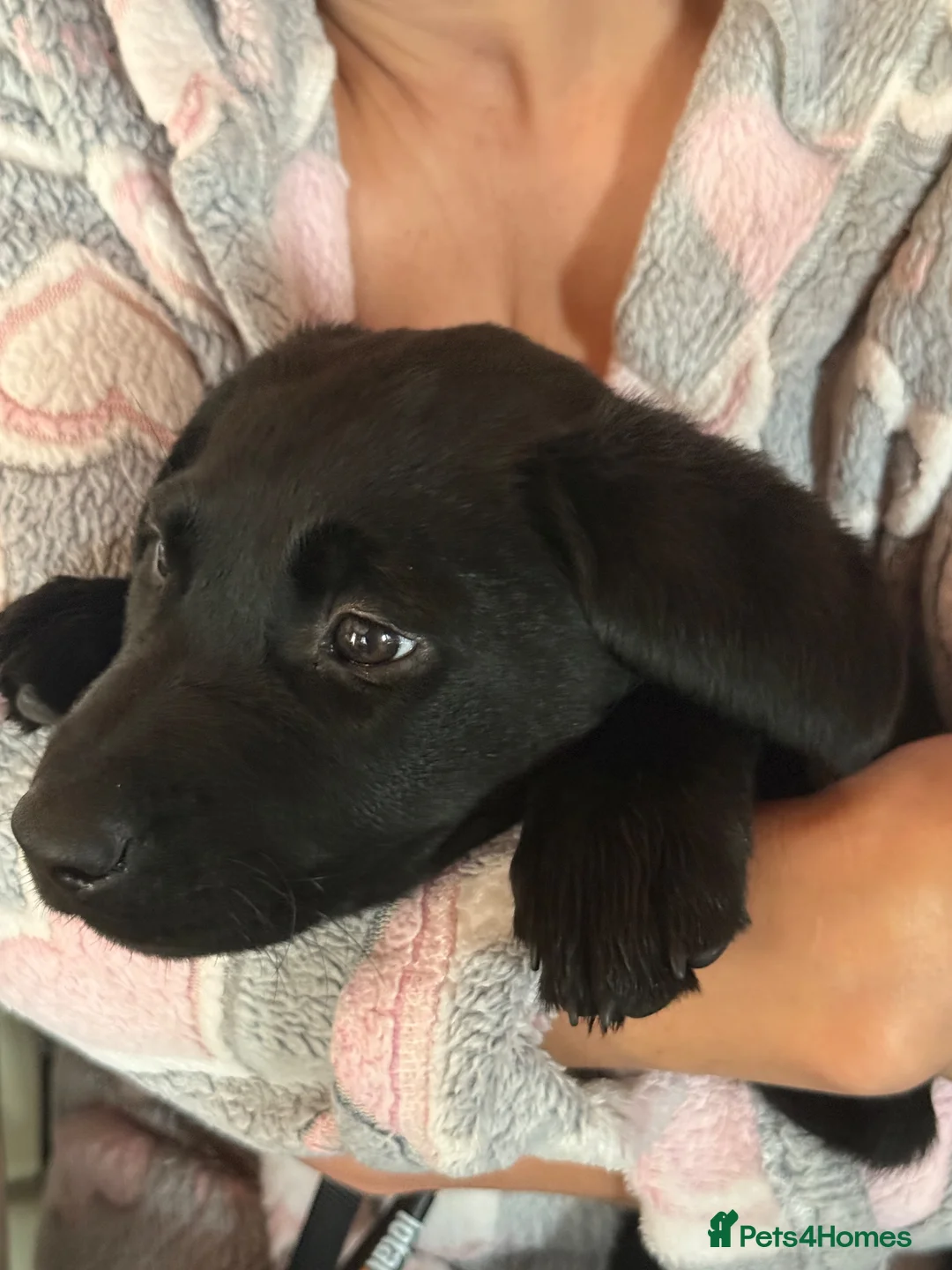 Labrador Retriever dogs for sale: Labrador puppies looking for a new forever home - Advert 12