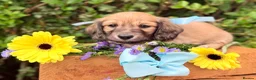 Miniature Dachshund dogs for sale: Long haired miniature dachshunds  - Advert 10