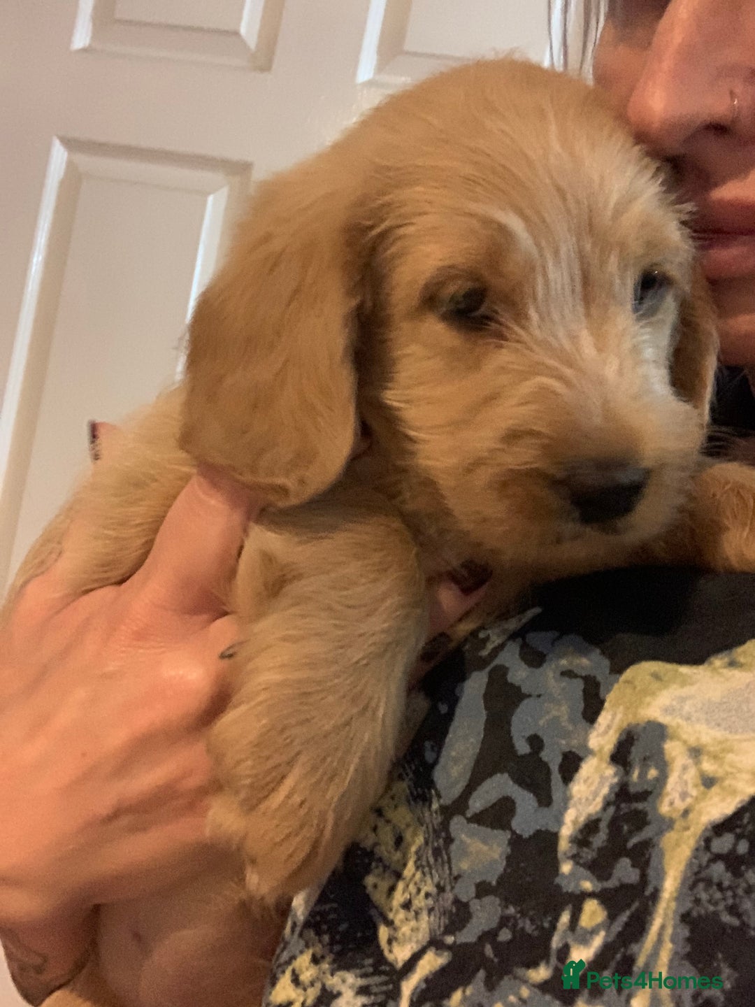 Double Doodle dogs for sale: Beautiful rare litter of Double Doodles - Image 22