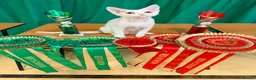 Devon Rex cats for sale: Stunning Snow White Devon Rex Kittens  - Advert 1