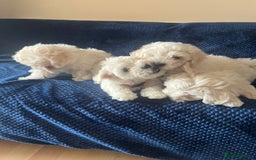 Bichon Frise dogs for sale: 4 adorable bichon puppy’s  - Image 12