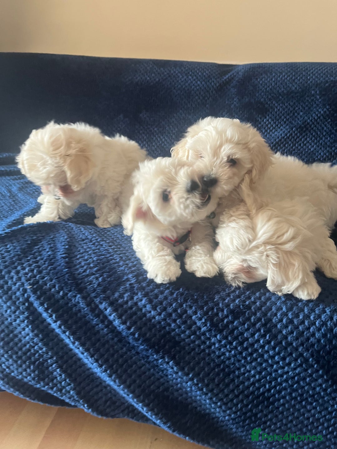 Bichon Frise dogs for sale: 4 adorable bichon puppy’s  - Image 12