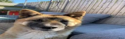 Akita dogs for sale: Akita in Leeds - Advert 1