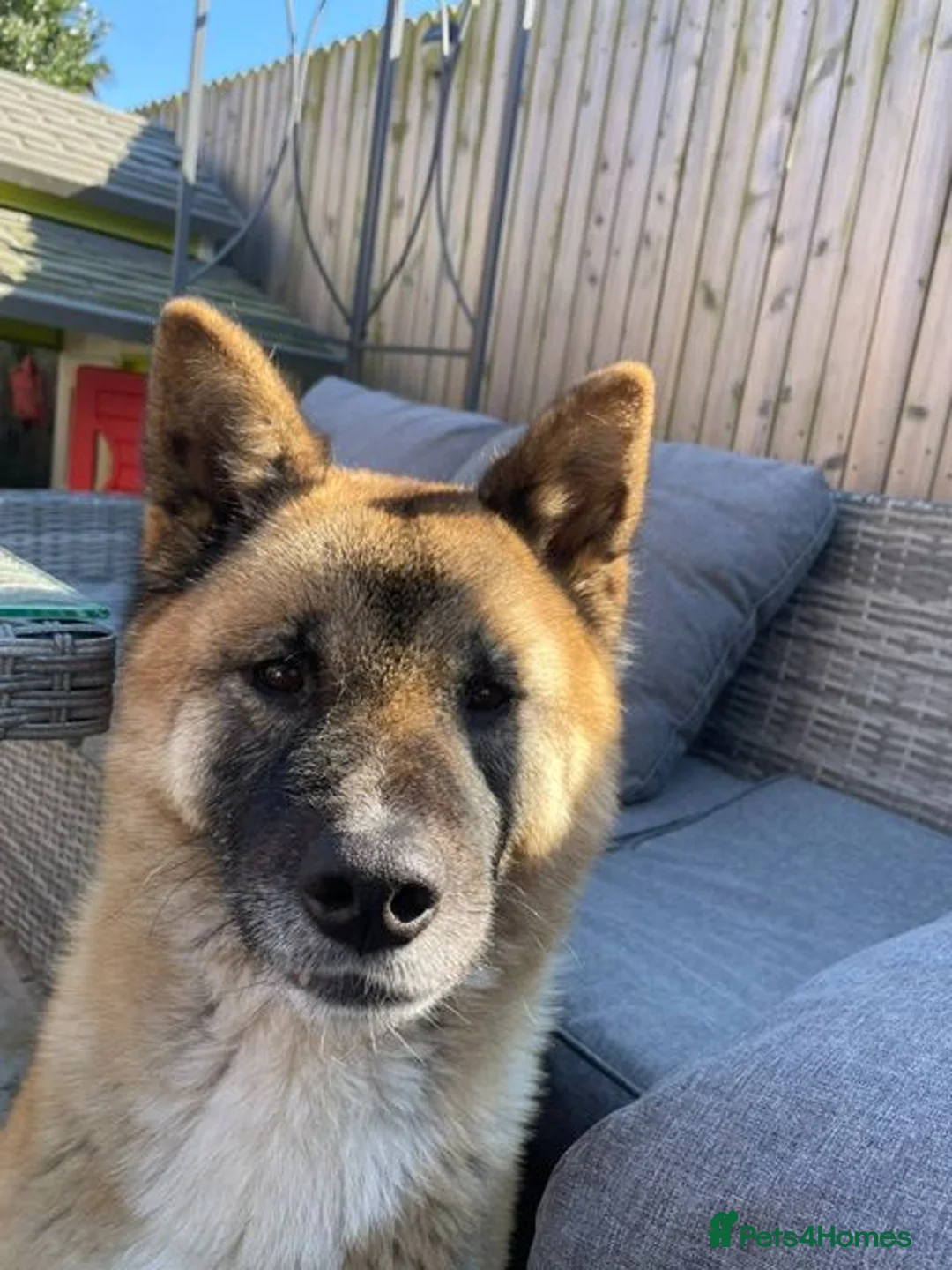 Akita dogs for sale: Akita in Leeds - Advert 1