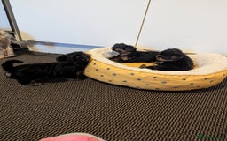 Yorkshire Terrier dogs for sale: Adorable Yorkshire terrier puppies available  - Image 25