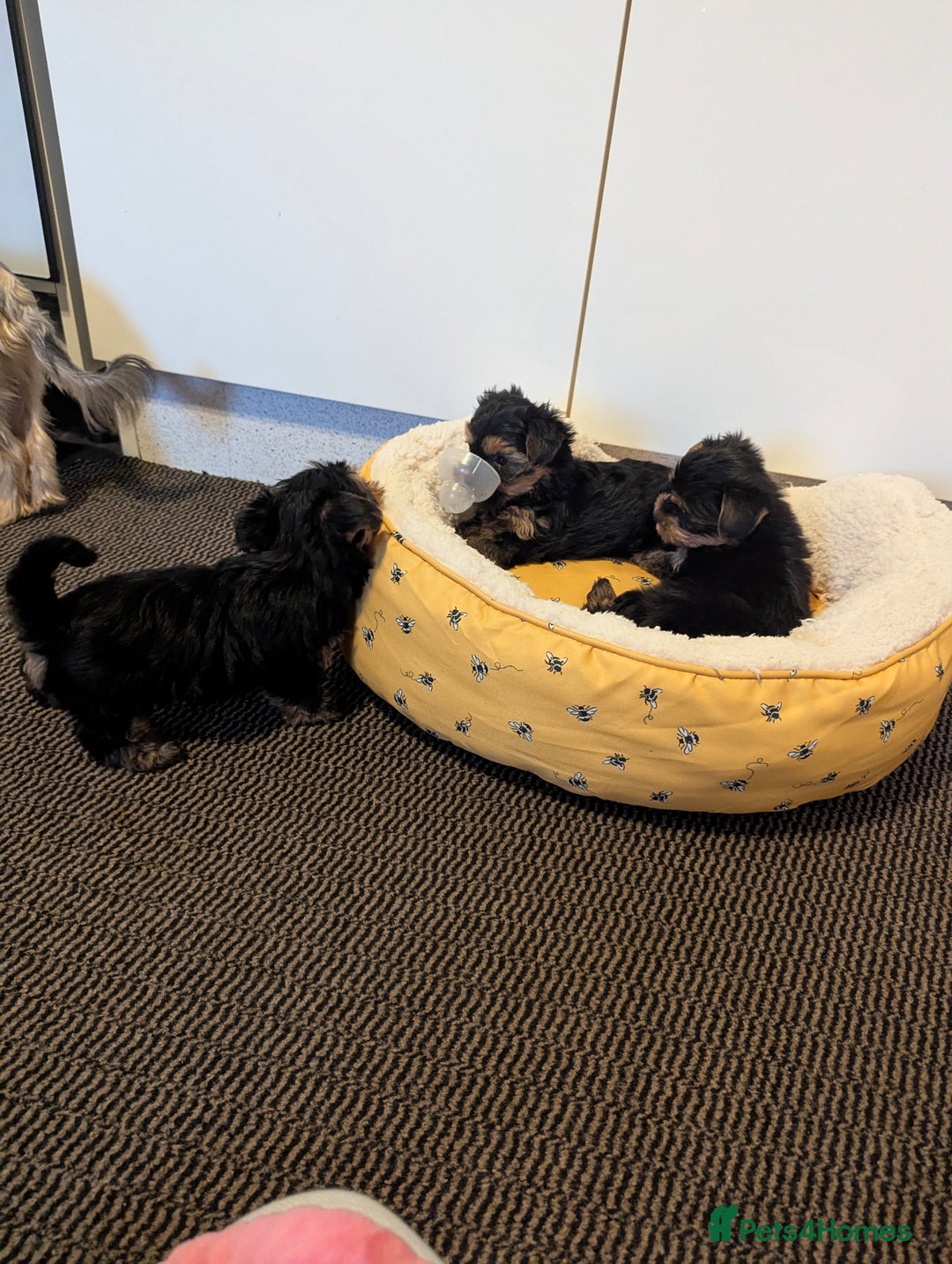 Yorkshire Terrier dogs for sale: Adorable Yorkshire terrier puppies available  - Image 25