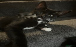 Bengal cats for sale: Ready now !  in Tredegar - Image 15