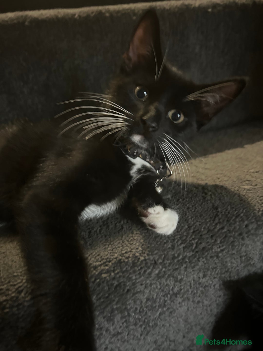 Bengal cats for sale: Ready now !  in Tredegar - Image 15