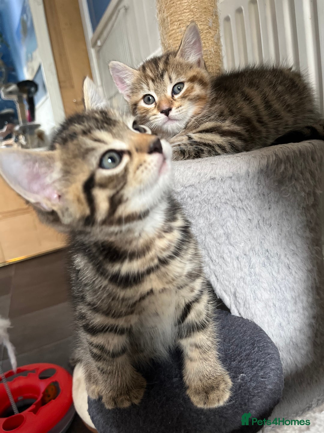 Bengal cats for sale: Bengal mix - Image 13
