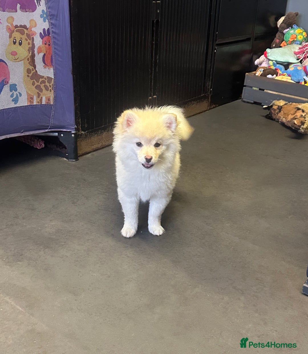 Pomsky dogs for sale: Stunning perfect husky markings f3 Pomsky puppies - Advert 15