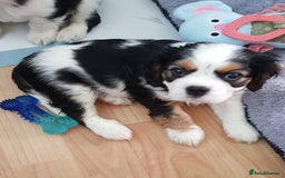 Cavalier King Charles Spaniel dogs for sale: 2 Cavalier king Charles puppies left - Image 15