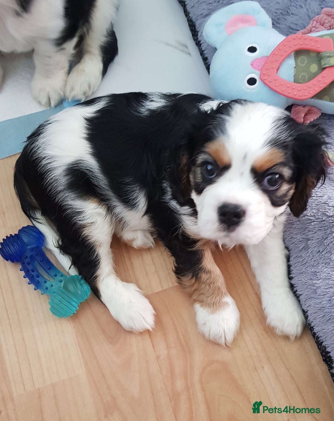 Cavalier King Charles Spaniel dogs for sale: 2 Cavalier king Charles puppies left - Image 15