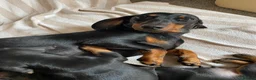 Miniature Dachshund dogs for sale: Beautiful Miniature Dachshund Puppies - Advert 3