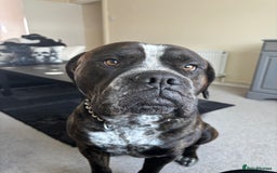 Mixed Breed dogs for sale: Looking to rehome bear, 2 year mastiff/rotti - Image 7