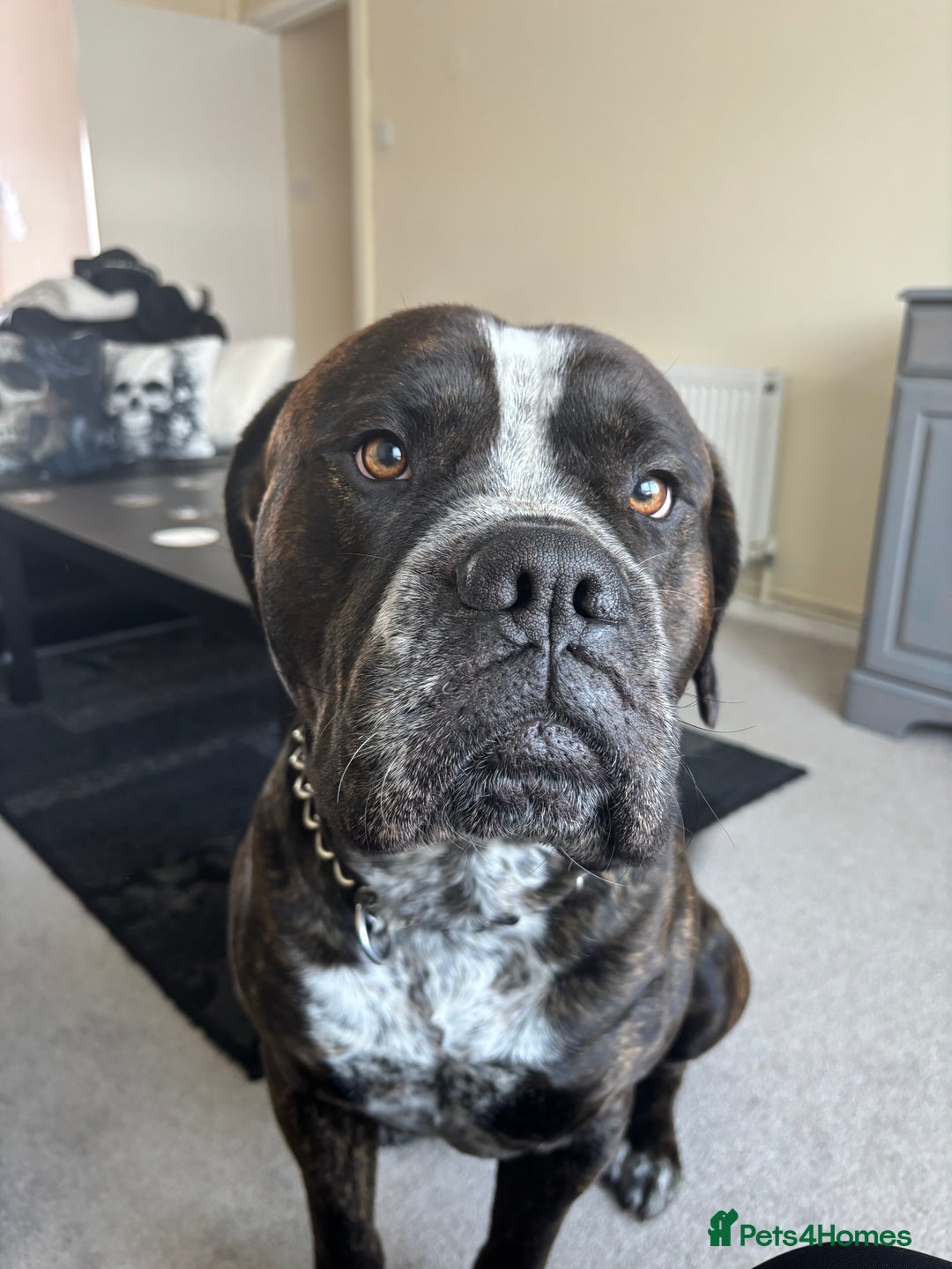 Mixed Breed dogs for sale: Looking to rehome bear, 2 year mastiff/rotti - Image 7