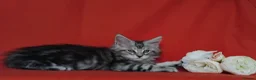 Maine Coon cats for sale: Pure Maine Coons Kittens For Sale - Advert 5