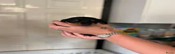 Miniature Dachshund dogs for sale: Beautiful litter of minature dachshund puppies - Advert 3