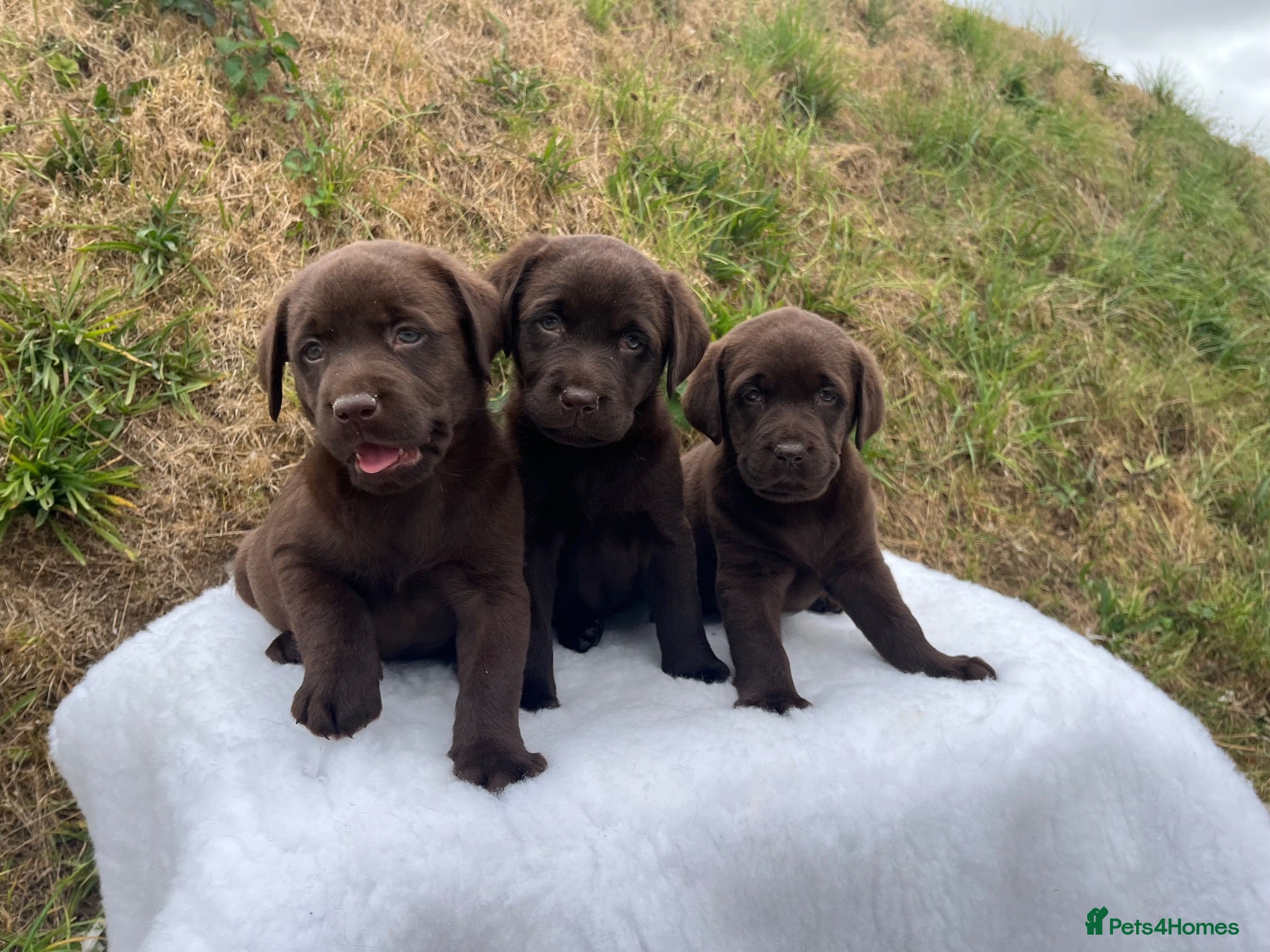 Labrador Retriever dogs 0/0 hips ⭐️ HEALTH TESTED KC REG chocolate puppies - Advert 1