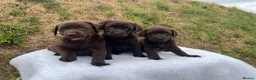 Labrador Retriever dogs for sale: 0/0 hips ⭐️ HEALTH TESTED KC REG chocolate puppies in Llanybydder - Advert 1