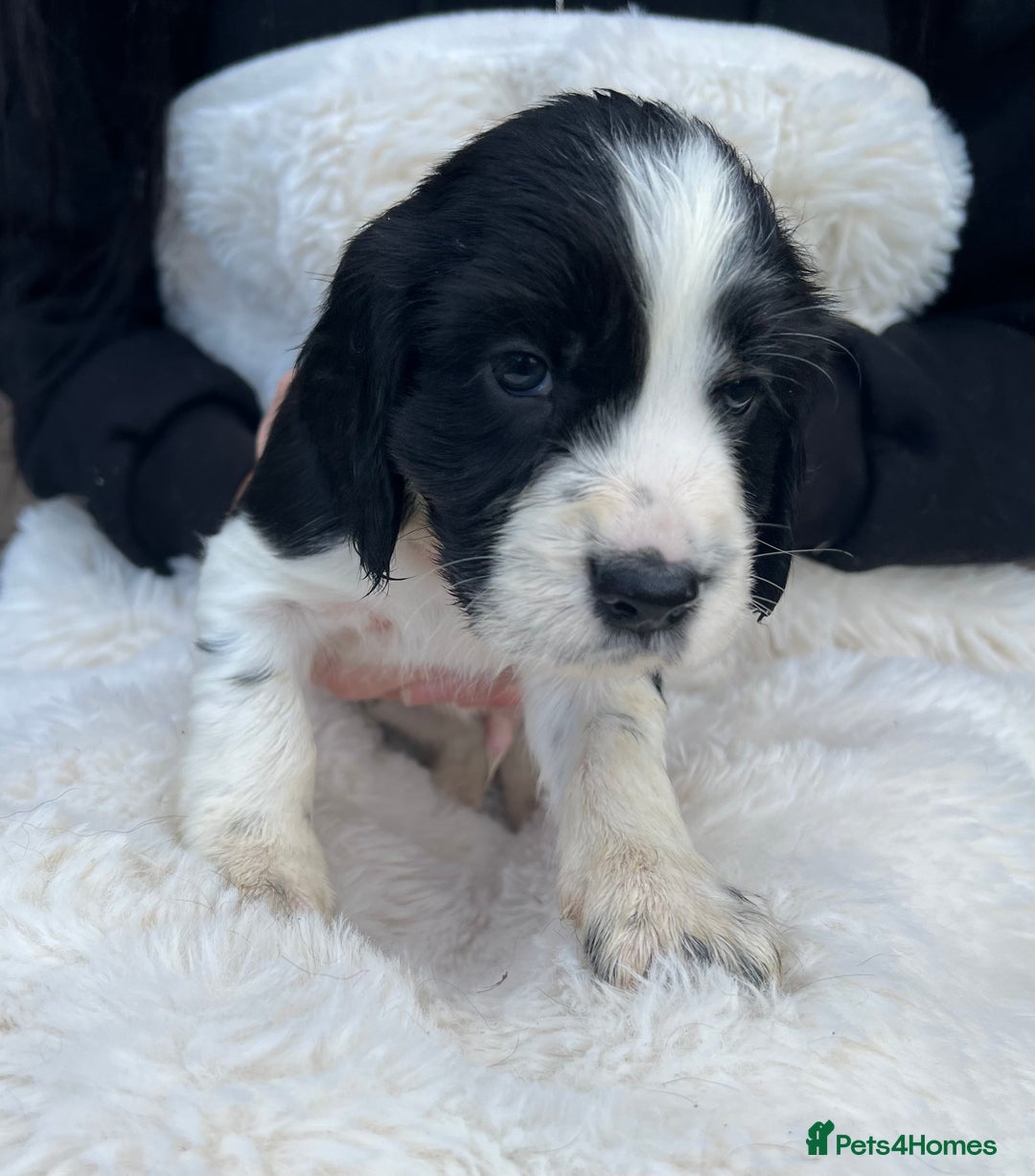 Cocker Spaniel dogs for sale: Gorgeous show type cocker spaniels - Image 19