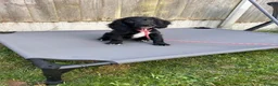 Cocker Spaniel dogs for sale: 2 gorgeous kc reg pups left in Warrington - Advert 5