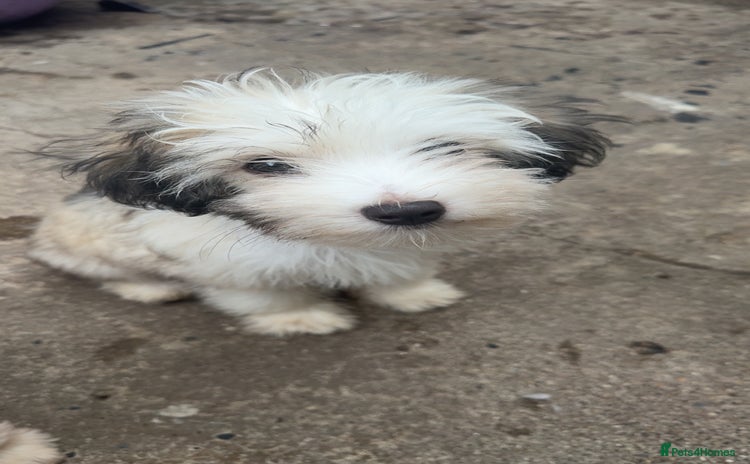 Chinese Crested dogs - Advert 1