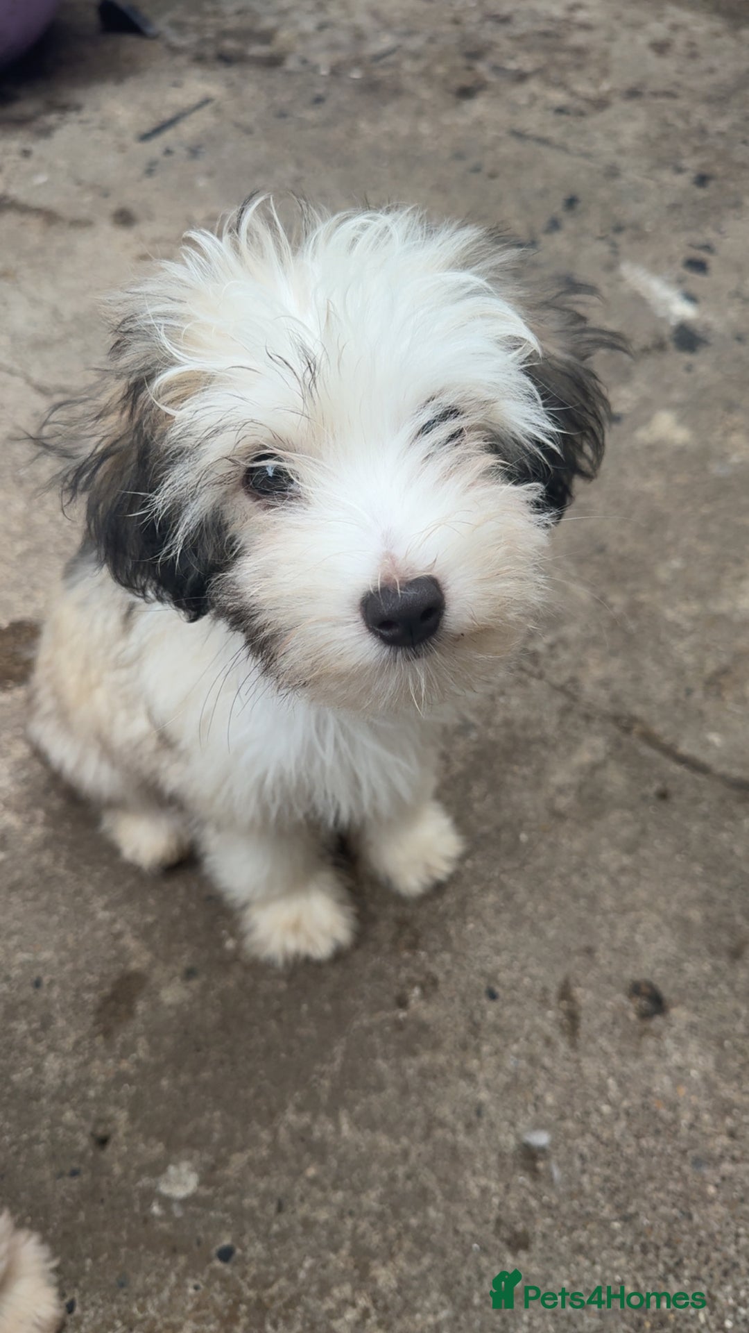 Chinese Crested dogs for sale: Cute Chinese Crested Powder Puffs..  - Image 1