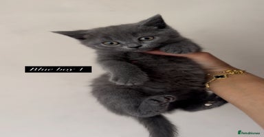 British Shorthair cats - Advert 6