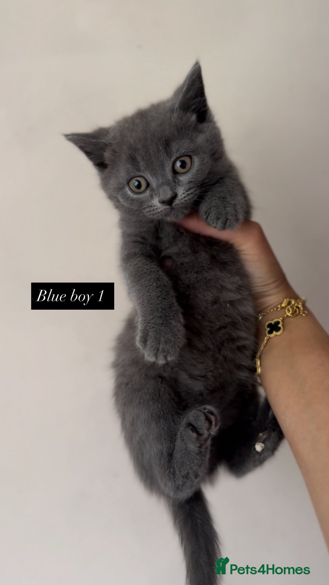 British Shorthair cats for sale: Colourpoint/ bicolour British shorthair kittens  - Image 7