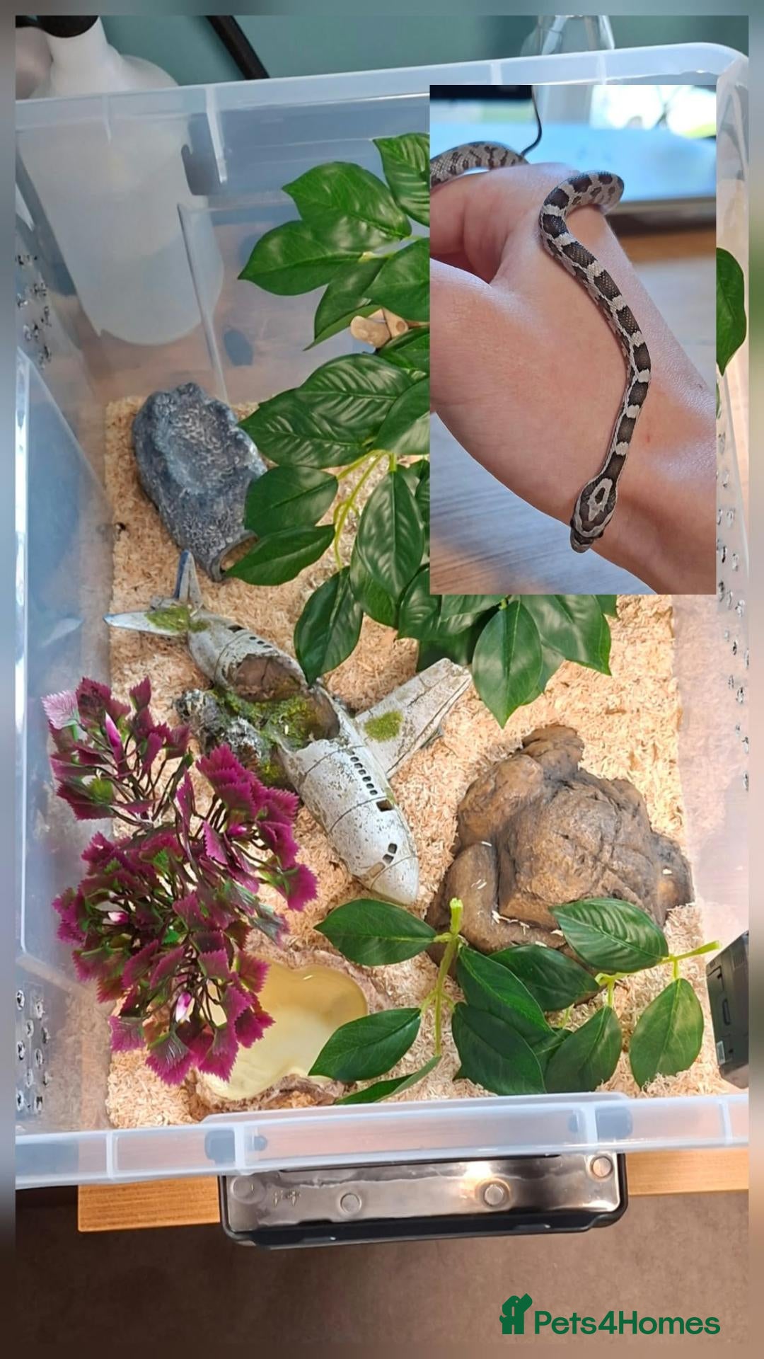 Corn Snake reptiles for sale: Baby Anery Cornsnake + Full setup - Advert 13