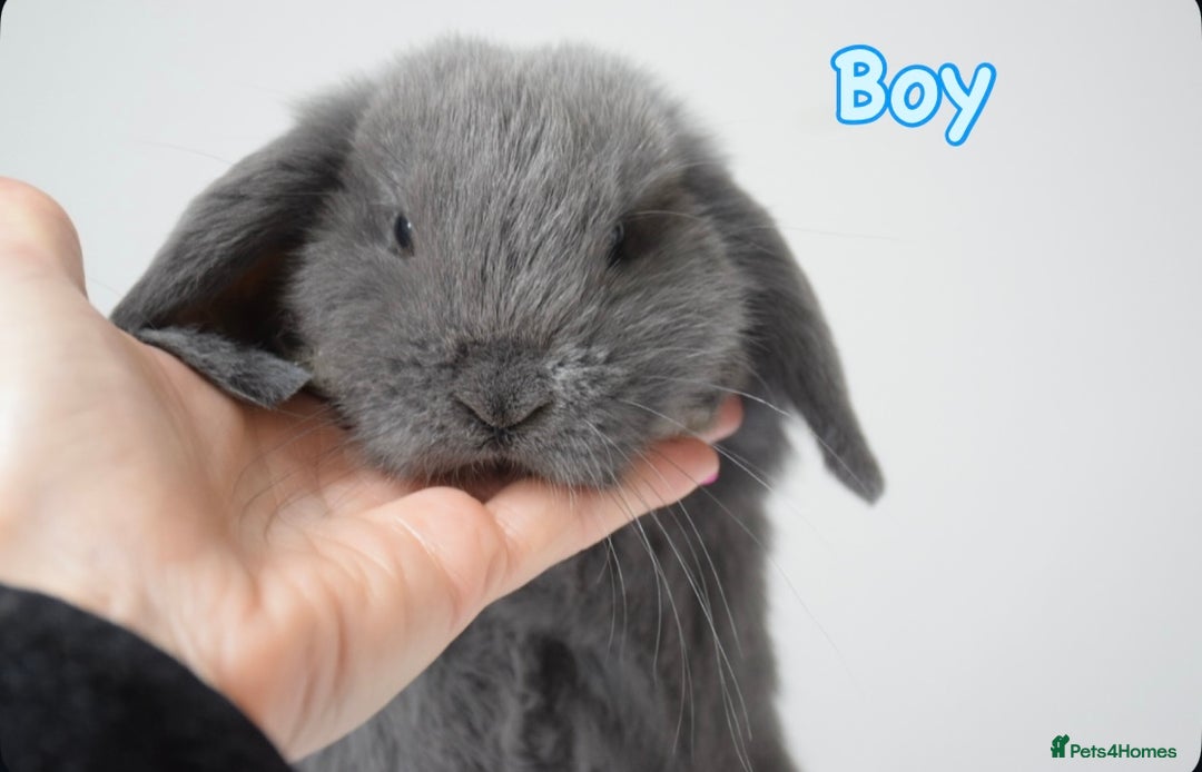 Mini Lop rabbits for sale: Beautiful pure mini lop bunnies  - Image 9