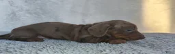Miniature Dachshund dogs for sale: Super small miniature dachshund kc - Advert 21