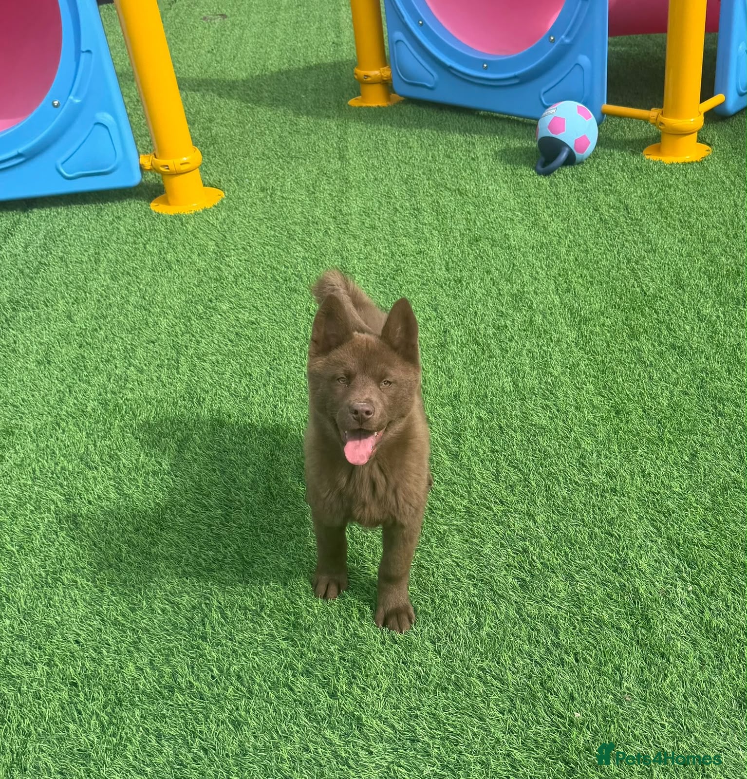 Chow Chow dogs Stunning chocolate female chowski puppy for sale - Advert 2