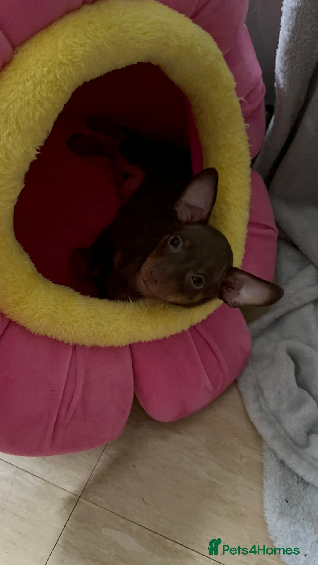 Russian Toy Terrier dogs for sale: For sale KC puppies - Image 24