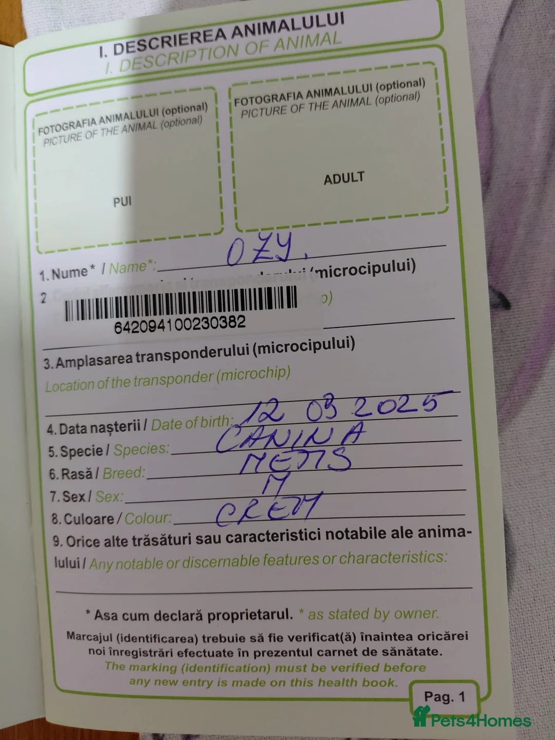 Mixed Breed dogs for adoption: OZZY, a Lovely Puppy Boy - for a Loving Home - Advert 27