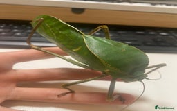 Stick Insects invertebrates for sale: Giant hooded katydid (siliquofera grandis) - Image 3