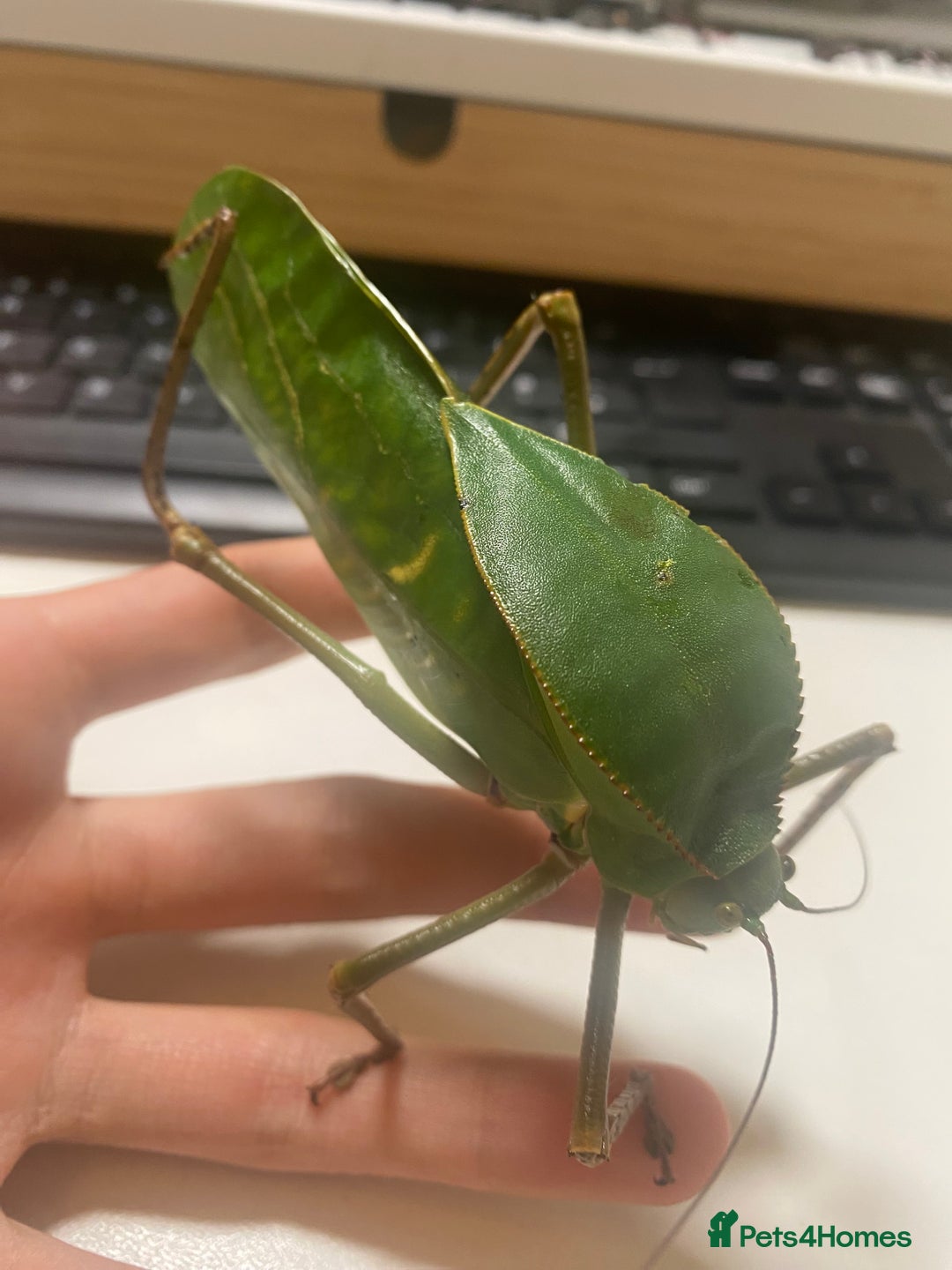 Stick Insects invertebrates for sale: Giant hooded katydid (siliquofera grandis) - Image 3