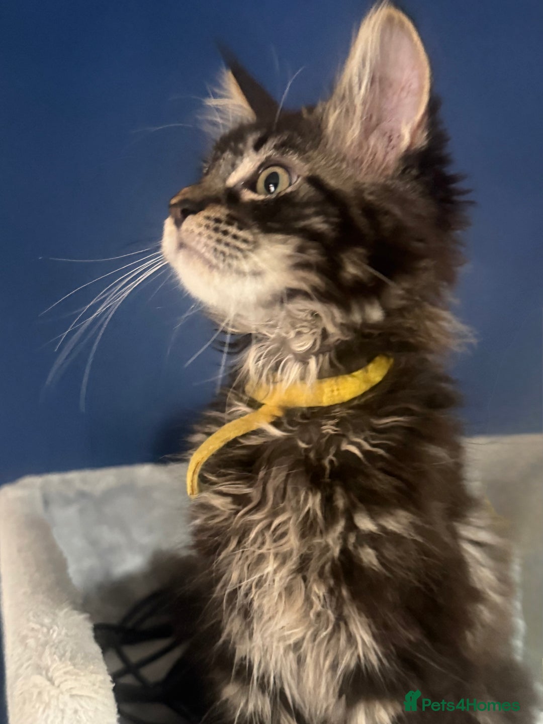 Maine Coon cats for sale: Last super loving boy left tica reg + vaccinated - Image 10