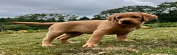 Labrador Retriever dogs for sale: Gorgeous fox red Labrador female puppies - Advert 3