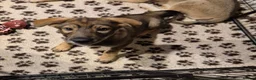 Saarloos Wolfdog dogs for sale: Female available - vaccinated and ready to leave - Advert 15