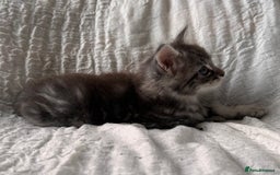 Maine Coon cats for sale: GORGEOUS MAINE COON KITTENS - Image 10