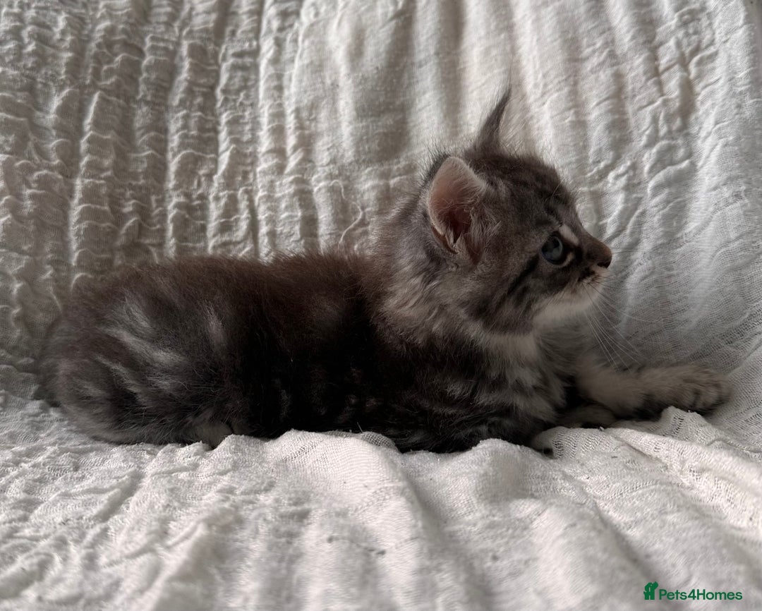Maine Coon cats for sale: GORGEOUS MAINE COON KITTENS - Image 10