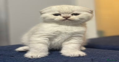 Scottish Fold cats - Advert 2