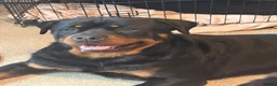 Rottweiler dogs for sale: Rare beautiful Rottweiler puppies  in ELY - Advert 3
